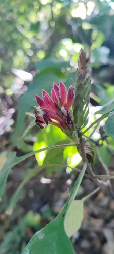 Aphelandra madrensis (Aphelandra madrensis)