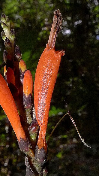 Aphelandra nitida: Aphelandra nitida Nees & Mart.
