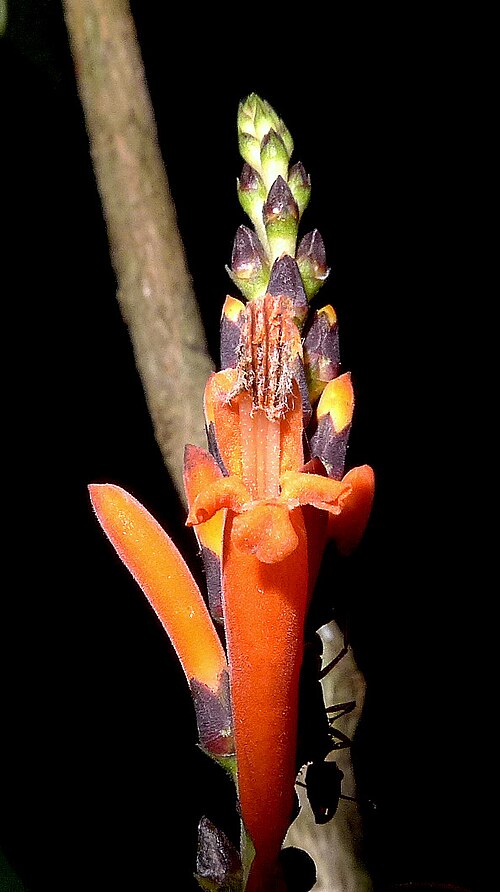 Aphelandra nitida: Aphelandra nitida Nees & Mart.