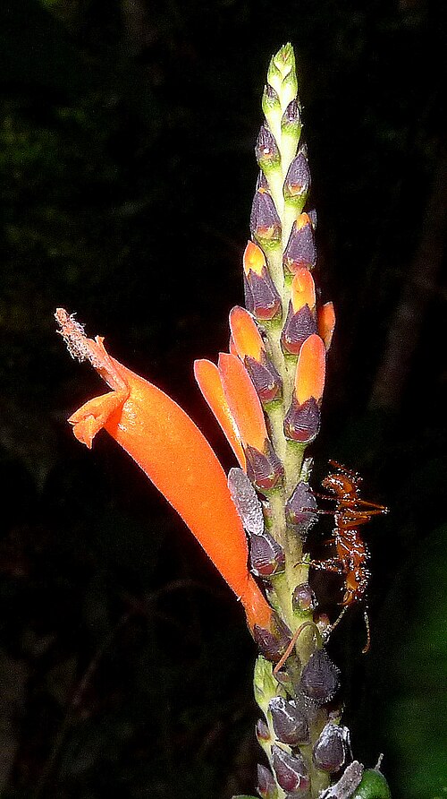Aphelandra nitida: Aphelandra nitida Nees & Mart.