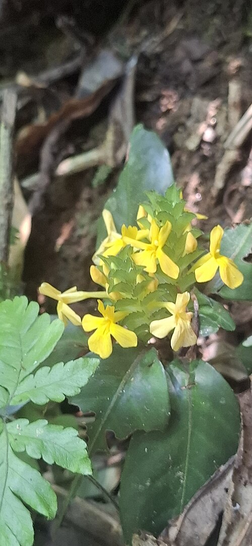 Aphelandra ornata: Registro de Aphelandra ornata em Parque Estadual Serra do Mar.