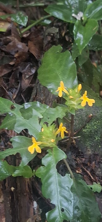 Aphelandra ornata: Registro de Aphelandra ornata em Parque Estadual Serra do Mar.