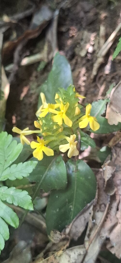 Aphelandra ornata: Registro de Aphelandra ornata em Parque Estadual Serra do Mar.