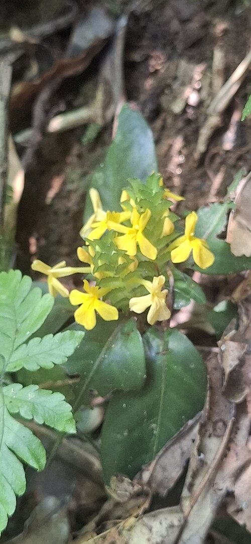 Aphelandra ornata: Registro de Aphelandra ornata em Parque Estadual Serra do Mar.