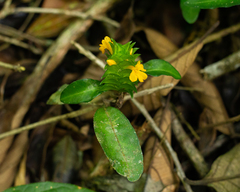 Aphelandra ornata (Aphelandra ornata)