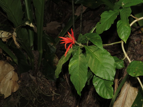 Aphelandra pulcherrima (Aphelandra pulcherrima)