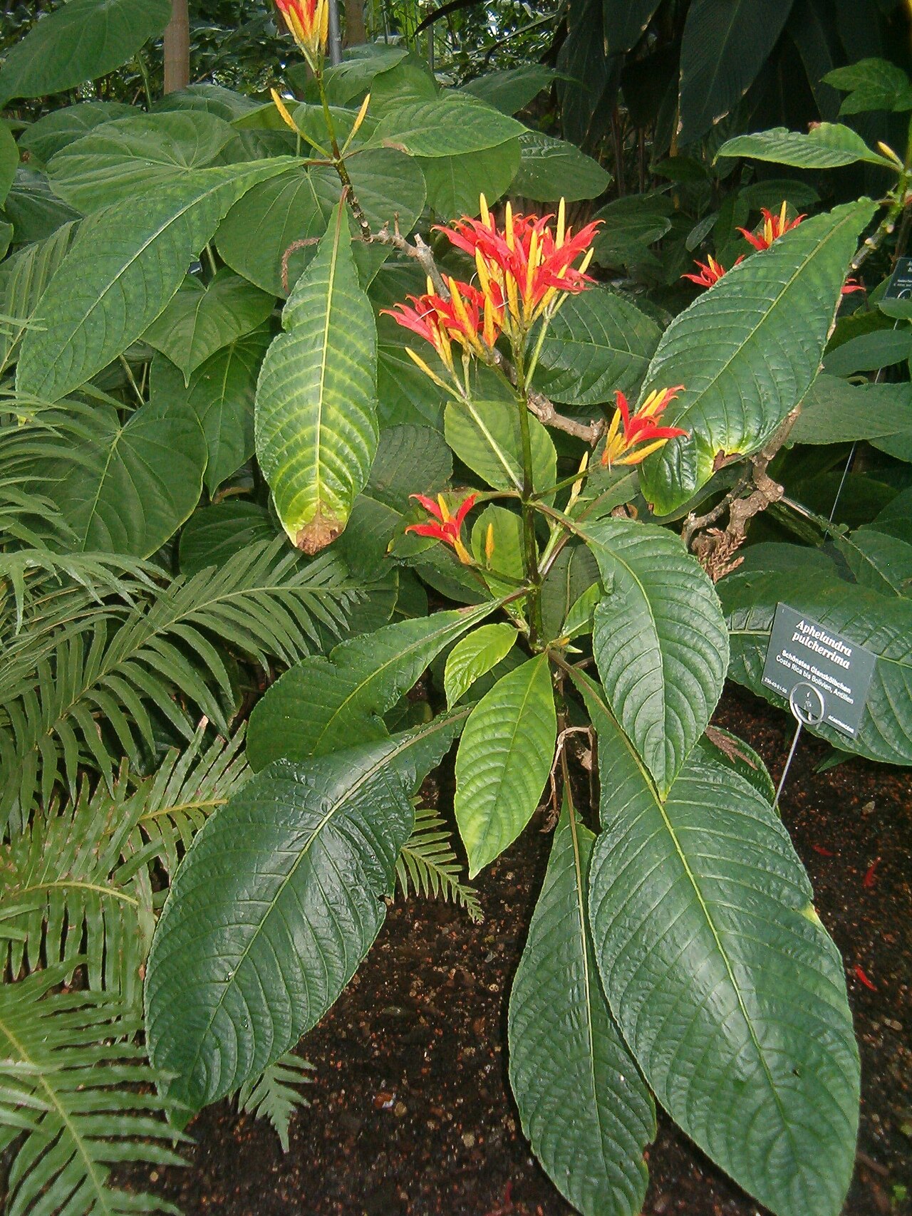 Aphelandra pulcherrima: At Botanical Gardens Berlin-Dahlem Species Aphelandra pulcherrima