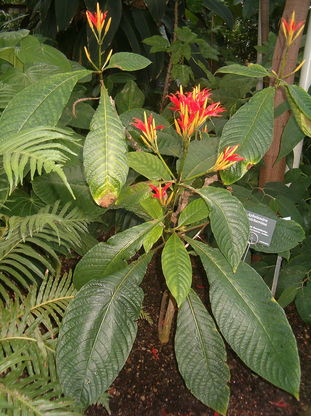 Aphelandra pulcherrima: At Botanical Gardens Berlin-Dahlem Species Aphelandra pulcherrima