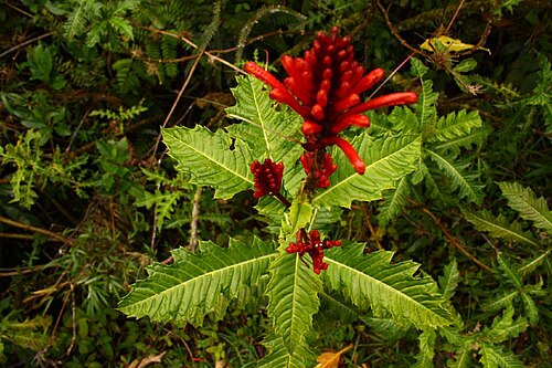 Aphelandra runcinata: aphelandra runcinata
