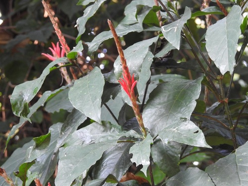 Aphelandra scabra (Aphelandra scabra)