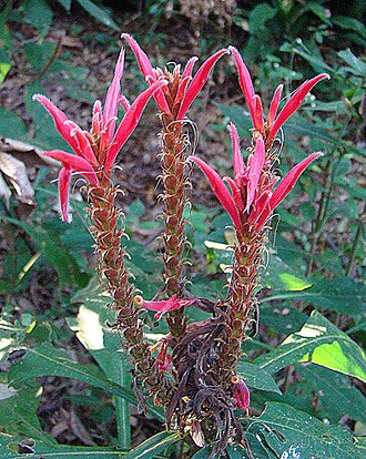 Aphelandra scabra: Widespread in Mesoamerica, here in central Nicaragua. In context at www.dixpix.ca/meso_america/Flora/acanthus/index.html