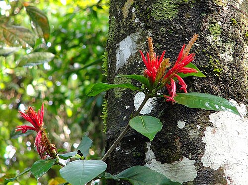 Aphelandra scabra: Aphelandra scabra . - Costa Rica, Manuel Antonio National Park.