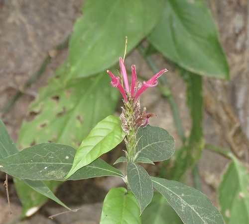 Aphelandra scabra (Aphelandra scabra)