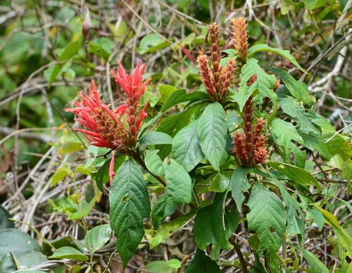 Aphelandra scabra (Aphelandra scabra)