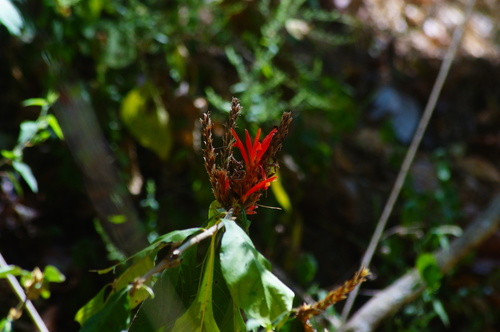 Aphelandra scabra (Aphelandra scabra)