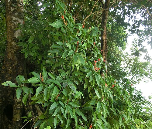 Aphelandra scabra: Aphelandra scabra , habitus. - Costa Rica, Manuel Antonio National Park.