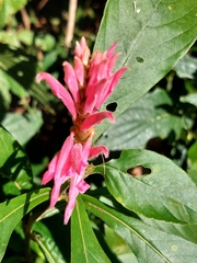 Aphelandra scabra (Aphelandra scabra)
