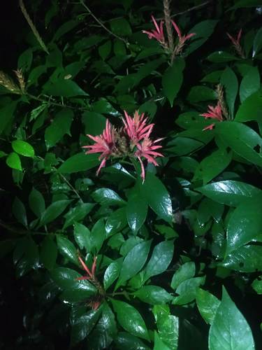 Aphelandra scabra (Aphelandra scabra)