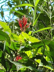 Aphelandra scabra (Aphelandra scabra)