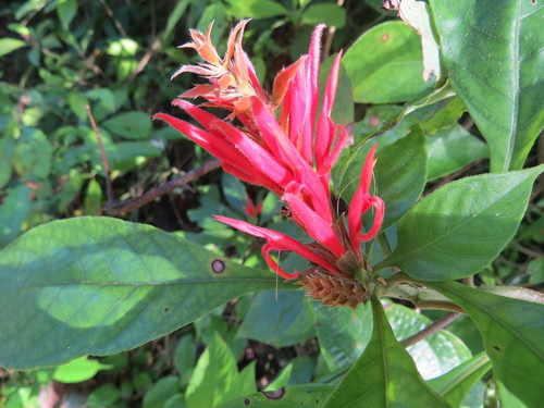 Aphelandra scabra (Aphelandra scabra)