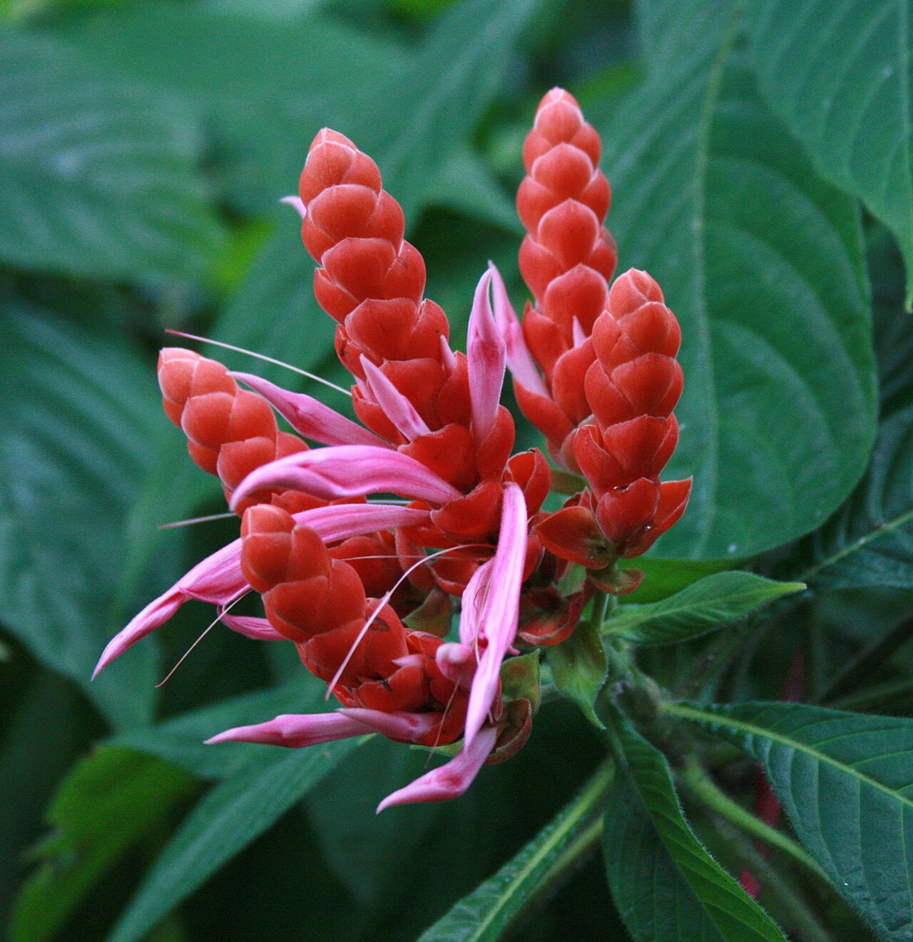Aphelandra sinclairiana: Aphelandra sinclairiana in the Cairns Botanical Gardens (a native of Panama).