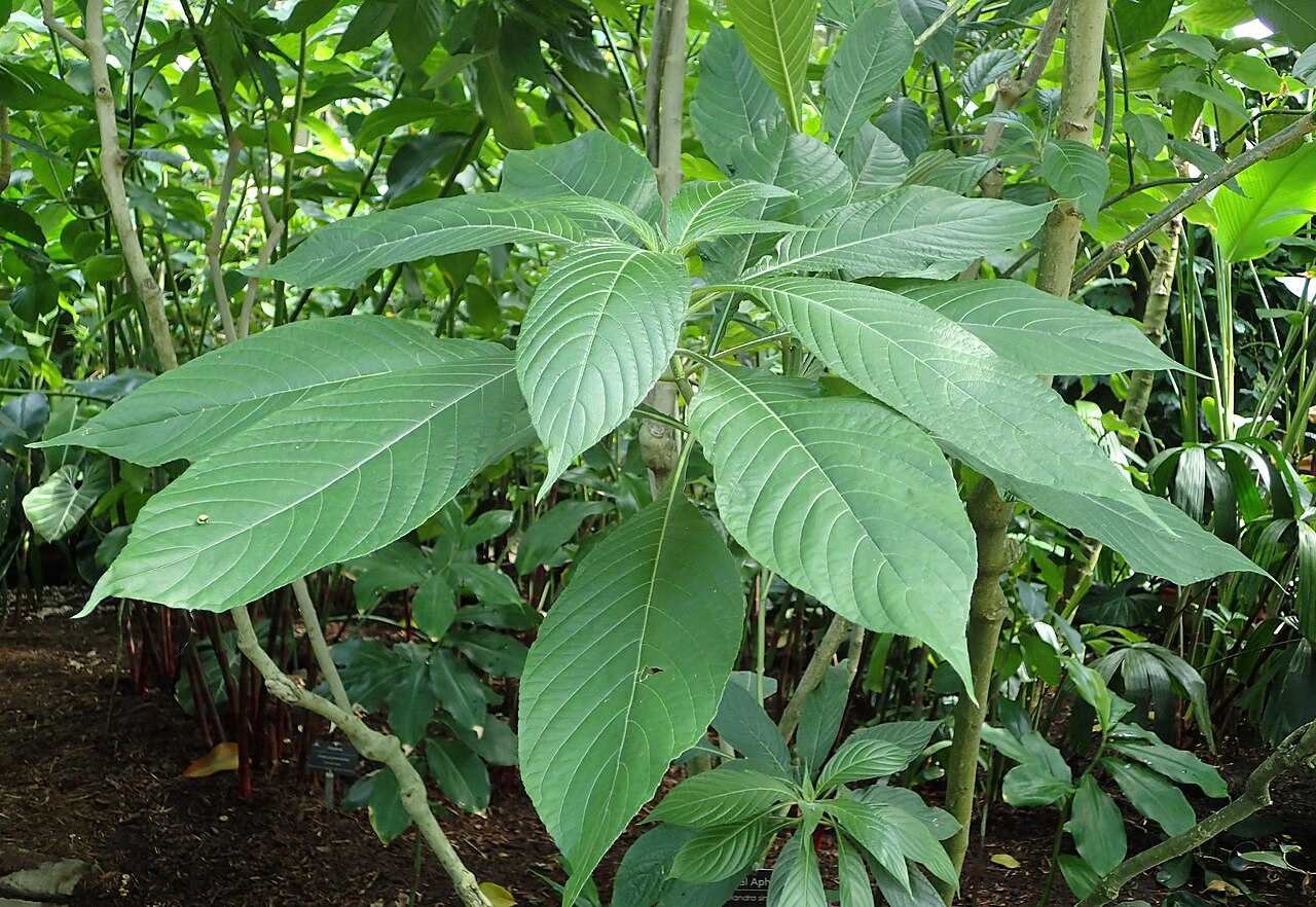 Aphelandra sinclairiana: Aphelandra sinclairiana in Boltz Conservatory, Madison, Wi