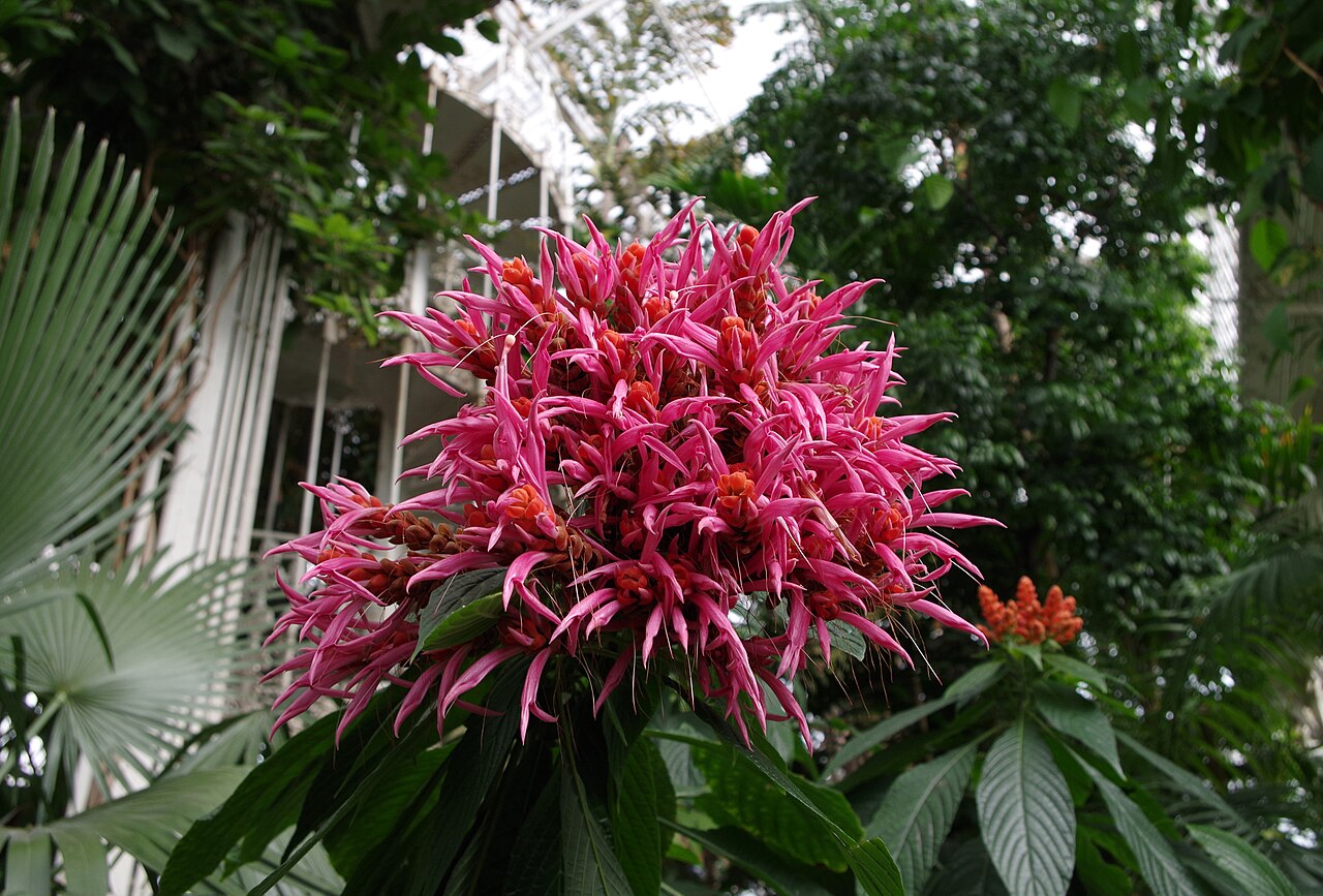 Aphelandra sinclairiana: Aphelandra sinclairiana en fleurs - Kew Gardens
