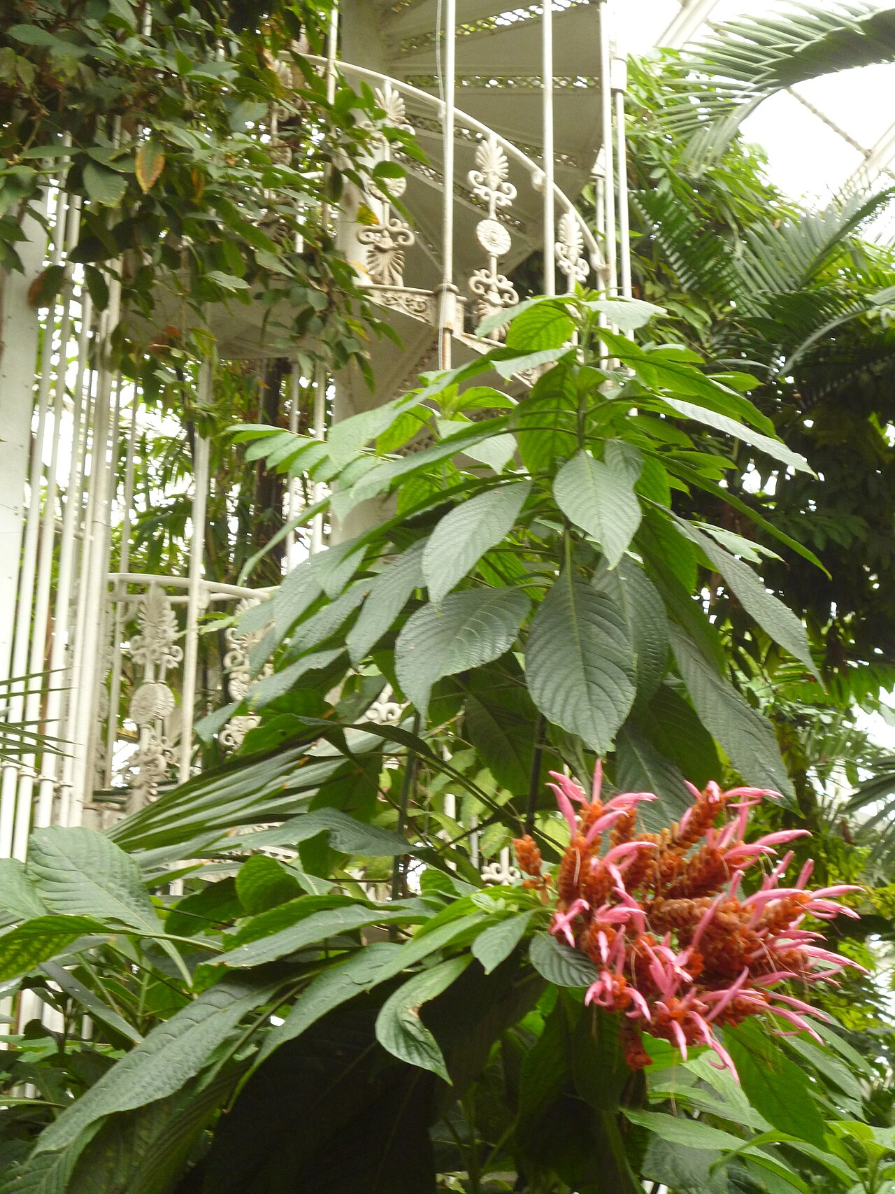Aphelandra sinclairiana: Bloom of the Panama Queen in the Palm House of Kew Gardens in London England.