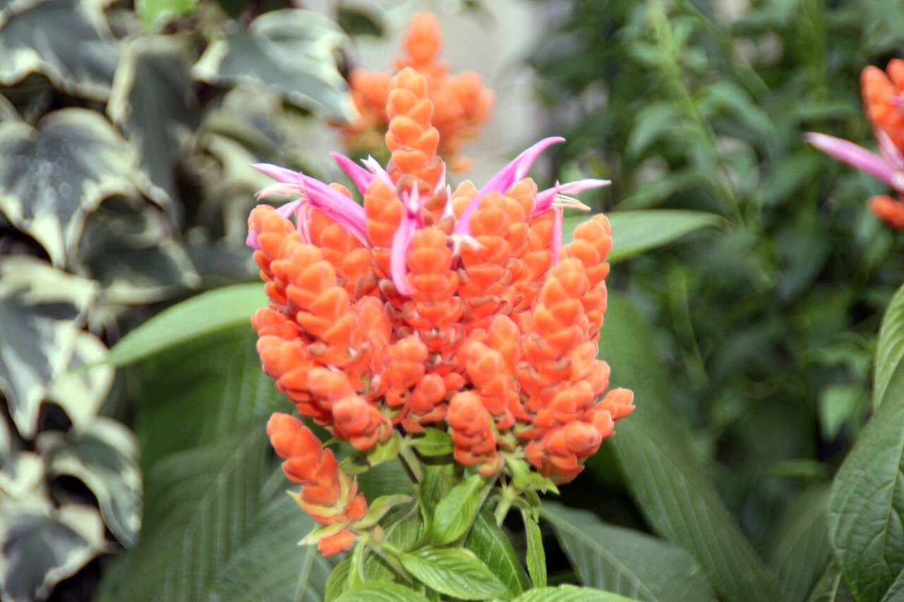 Aphelandra sinclairiana: Location taken: Brookside Gardens, Wheaton Maryland. Names: Aphelandra sinclairiana Nees, Coral Aphelandra, Orange Shrimp Plant, Panama Quee Classification: Pla