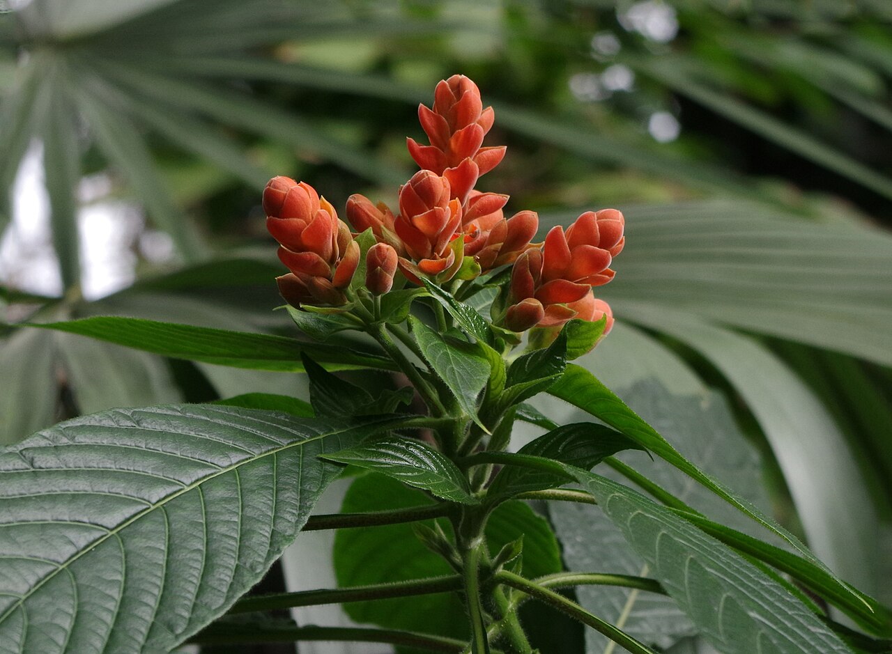 Aphelandra sinclairiana: Aphelandra sinclairiana - Kew Gardens