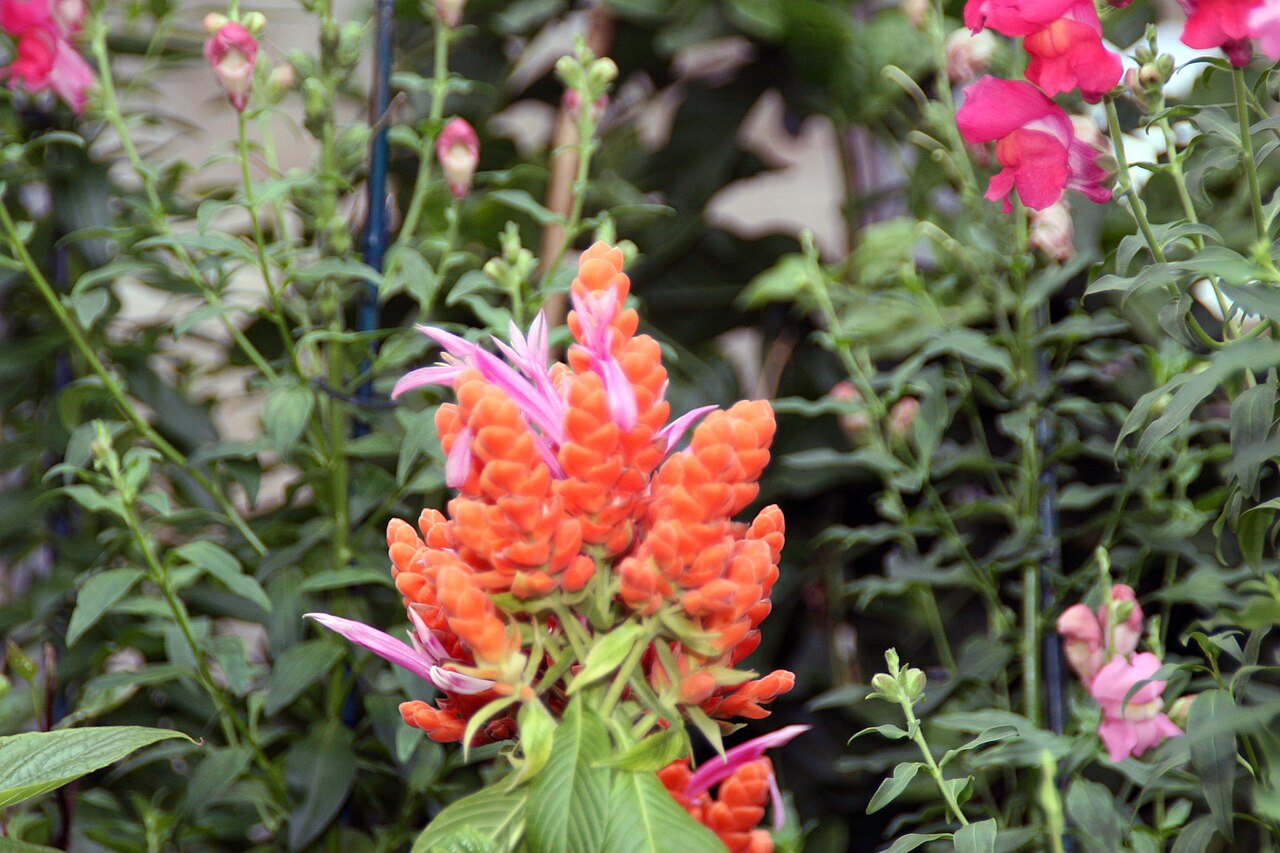 Aphelandra sinclairiana: Location taken: Brookside Gardens, Wheaton Maryland. Names: Aphelandra sinclairiana Nees, Coral Aphelandra, Orange Shrimp Plant, Panama Quee Classification: Pla
