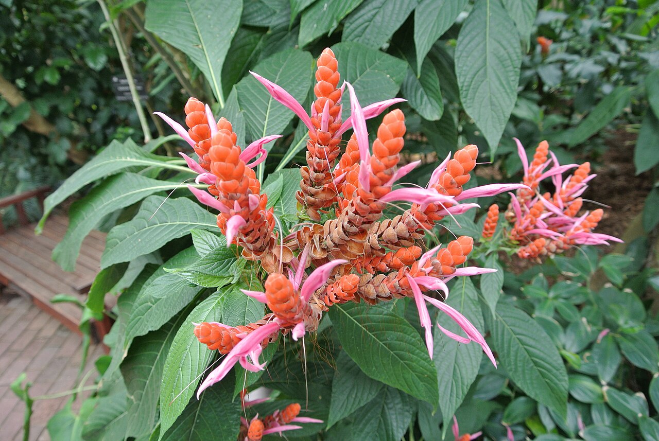 Aphelandra sinclairiana: Aphelandra sinclairiana flowering in the Boltz Conservatory of Olbrich Botanical Gardens in Madison, Wisconsin