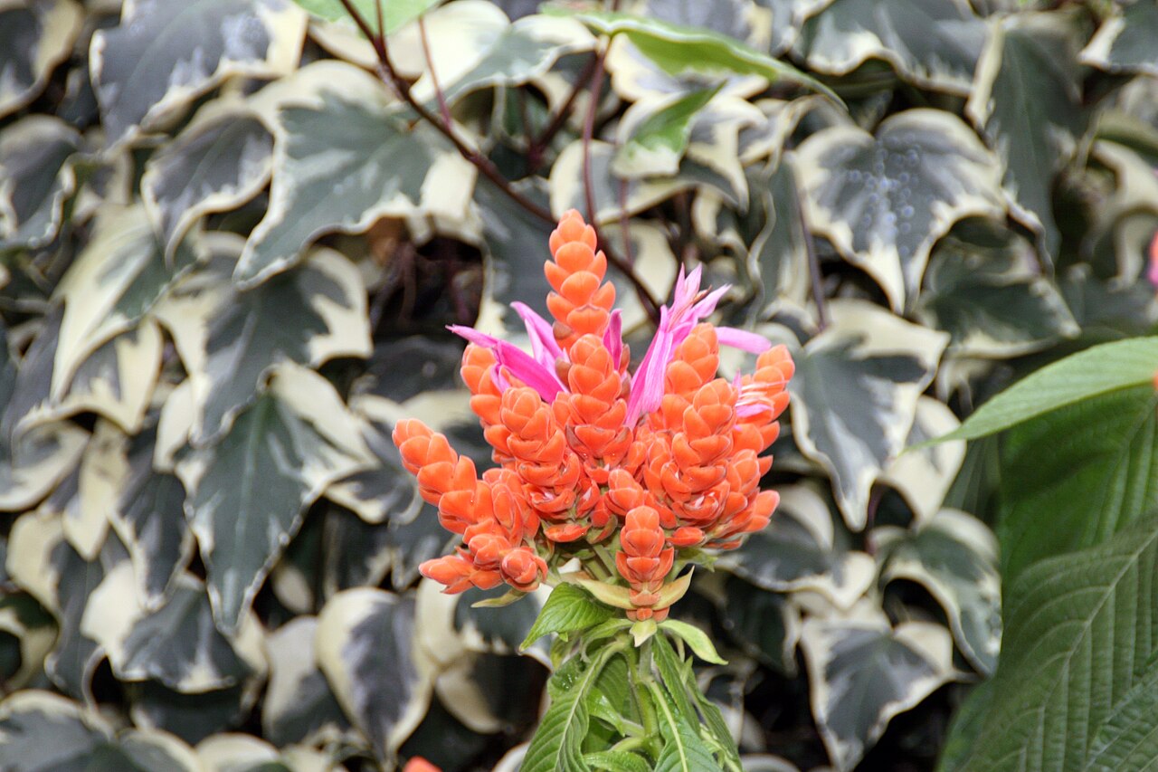Aphelandra sinclairiana: Location taken: Brookside Gardens, Wheaton Maryland. Names: Aphelandra sinclairiana Nees, Coral Aphelandra, Orange Shrimp Plant, Panama Quee Classification: Pla