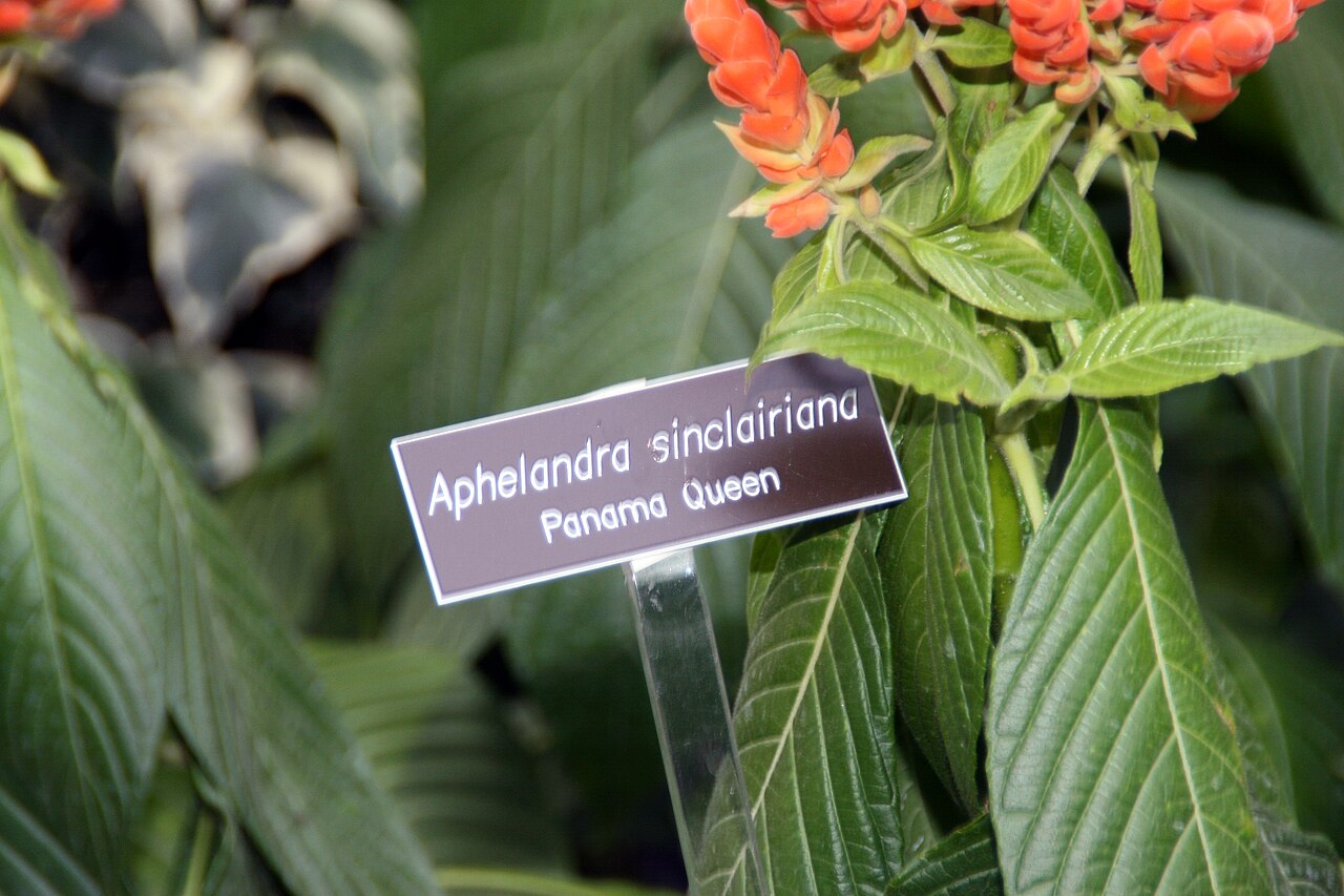 Aphelandra sinclairiana: Location taken: Brookside Gardens, Wheaton Maryland. Names: Aphelandra sinclairiana Nees, Coral Aphelandra, Orange Shrimp Plant, Panama Quee Classification: Pla