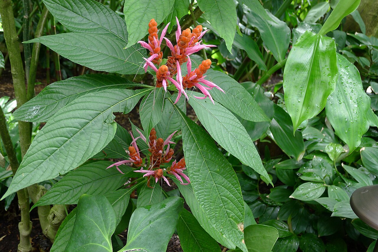 Aphelandra sinclairiana: Aphelandra sinclairiana in the Boltz Conservatory of Olbrich Botanical Gardens in Madison, Wisconsin