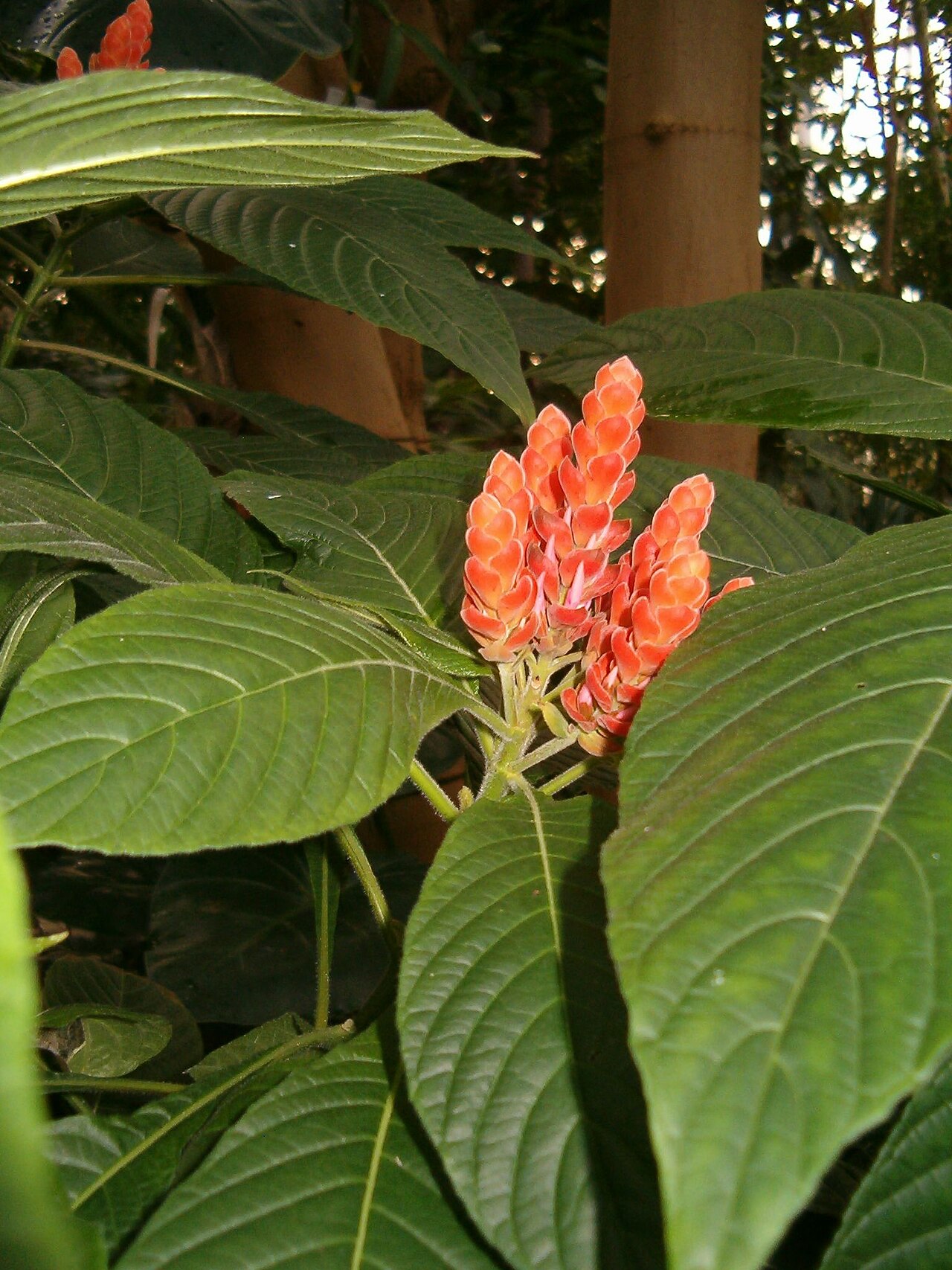 Aphelandra sinclairiana (Aphelandra sinclairiana)