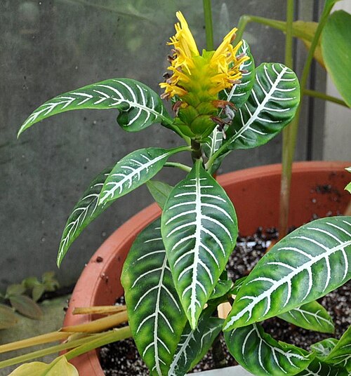 Zebra plant: Taken in Jerusalem