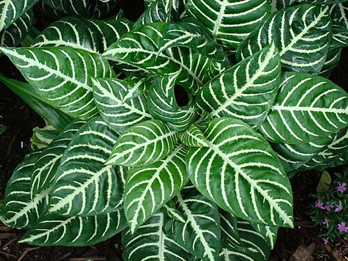 Zebra plant: Picture of Aphelandra squarrosa