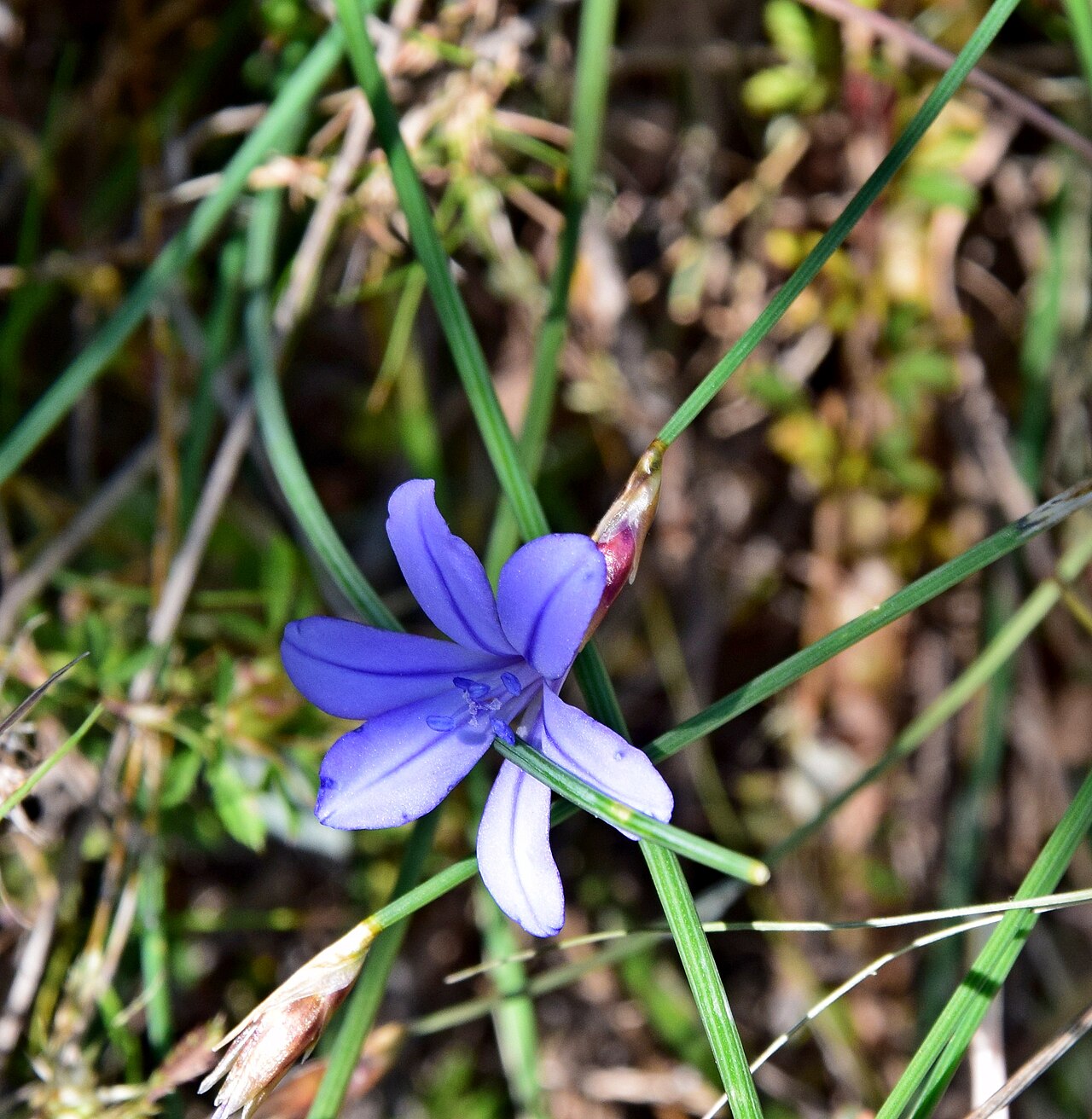 Aphyllanthes monspeliensis: Aphyllanthes monspeliensis w okolicach Narbony we Francji