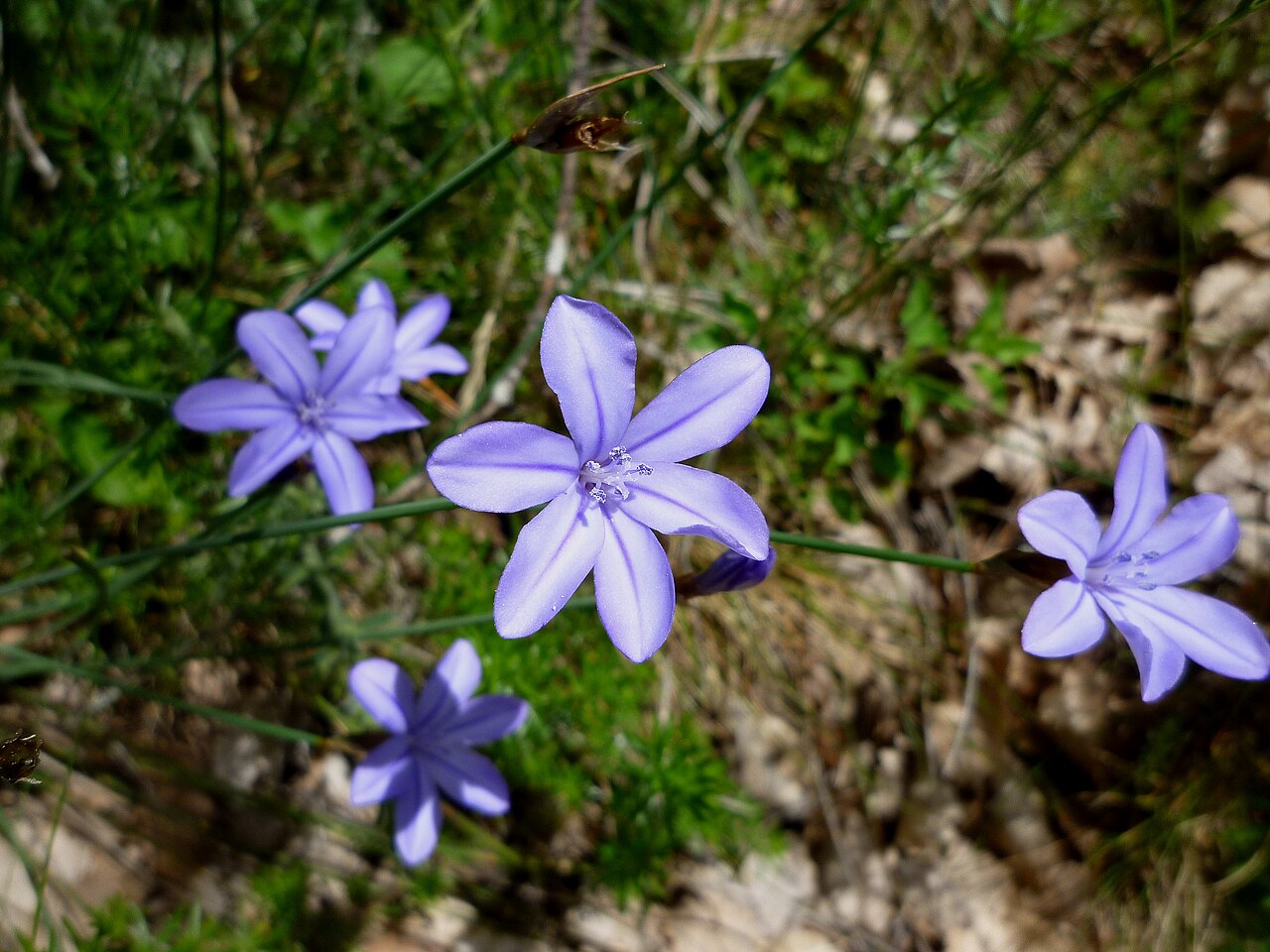 Aphyllanthes monspeliensis: Aphyllanthes monspeliensis . In Guixers (Solsonès - Catalunya), to 950 m.altitude