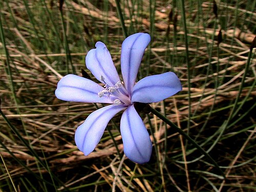 Aphyllanthes monspeliensis: Aphyllanthes monspeliensis . In Torà (Segarra-Catalunya). To 585 m. altitude