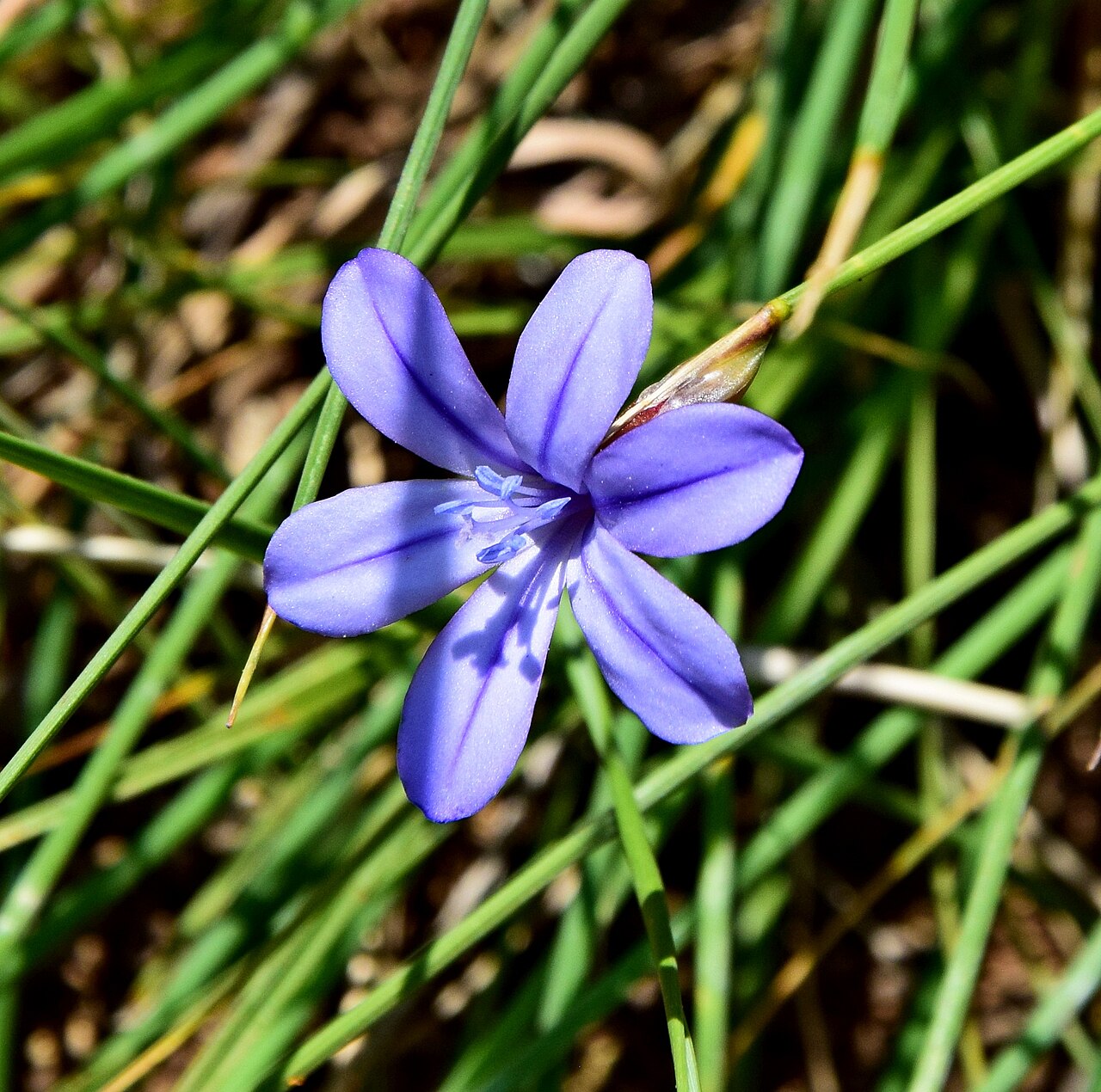 Aphyllanthes monspeliensis: Aphyllanthes monspeliensis w okolicach Narbony we Francji