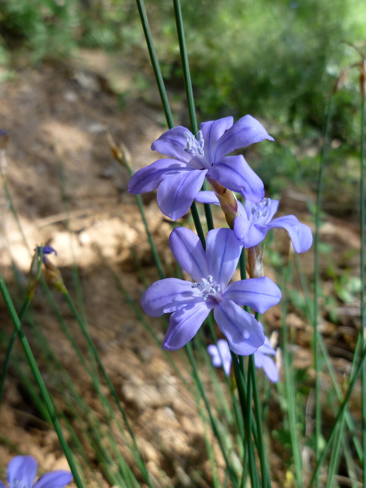 Aphyllanthes monspeliensis: Aphyllanthes monspeliensis . In Torà (Segarra - Catalunya). To 590 m. altitude