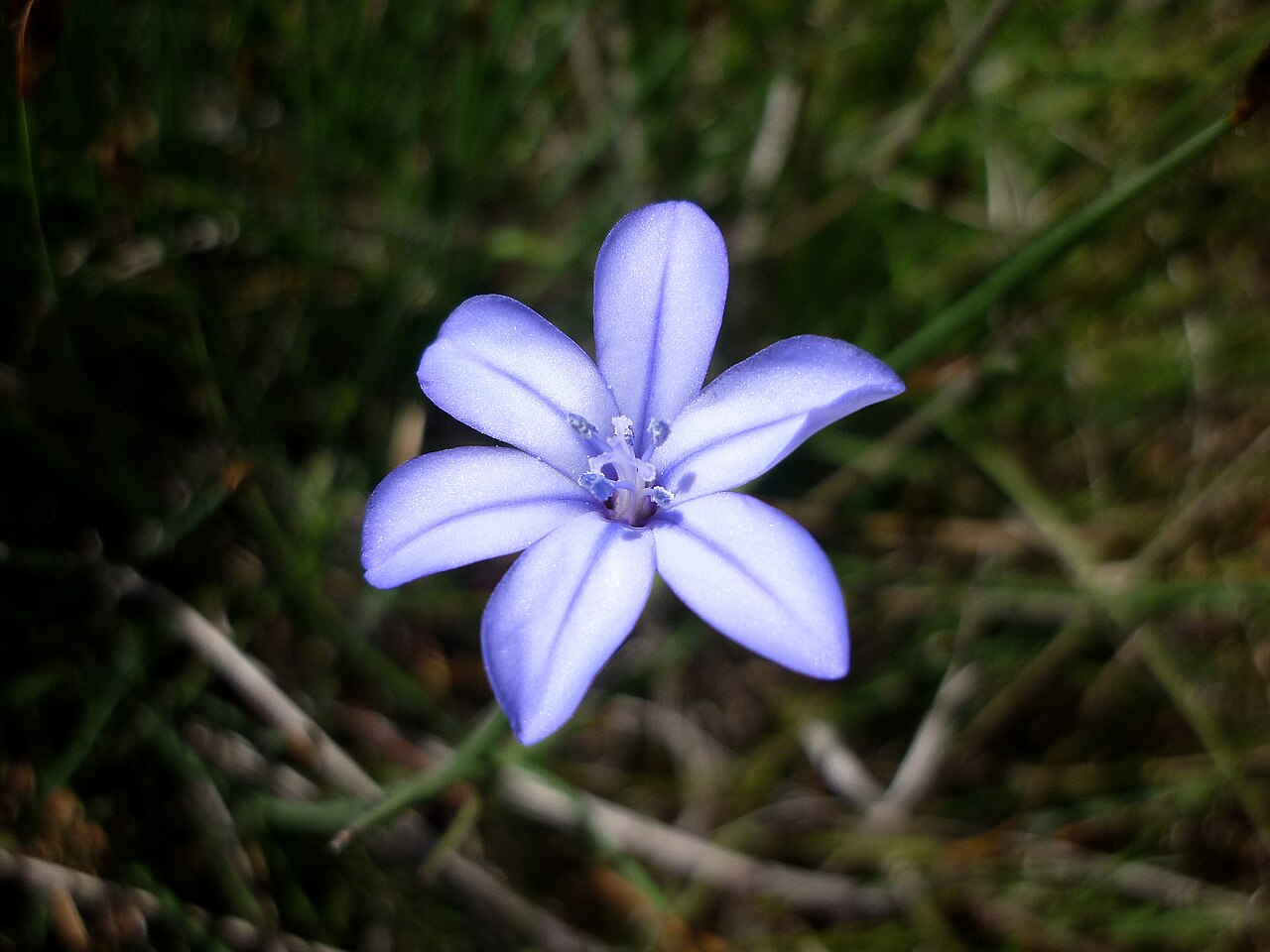 Aphyllanthes monspeliensis: (Aphyllanthes monspeliensis) . In la Baronia de Rialb (Noguera-Catalunya). To 880 m. altitude