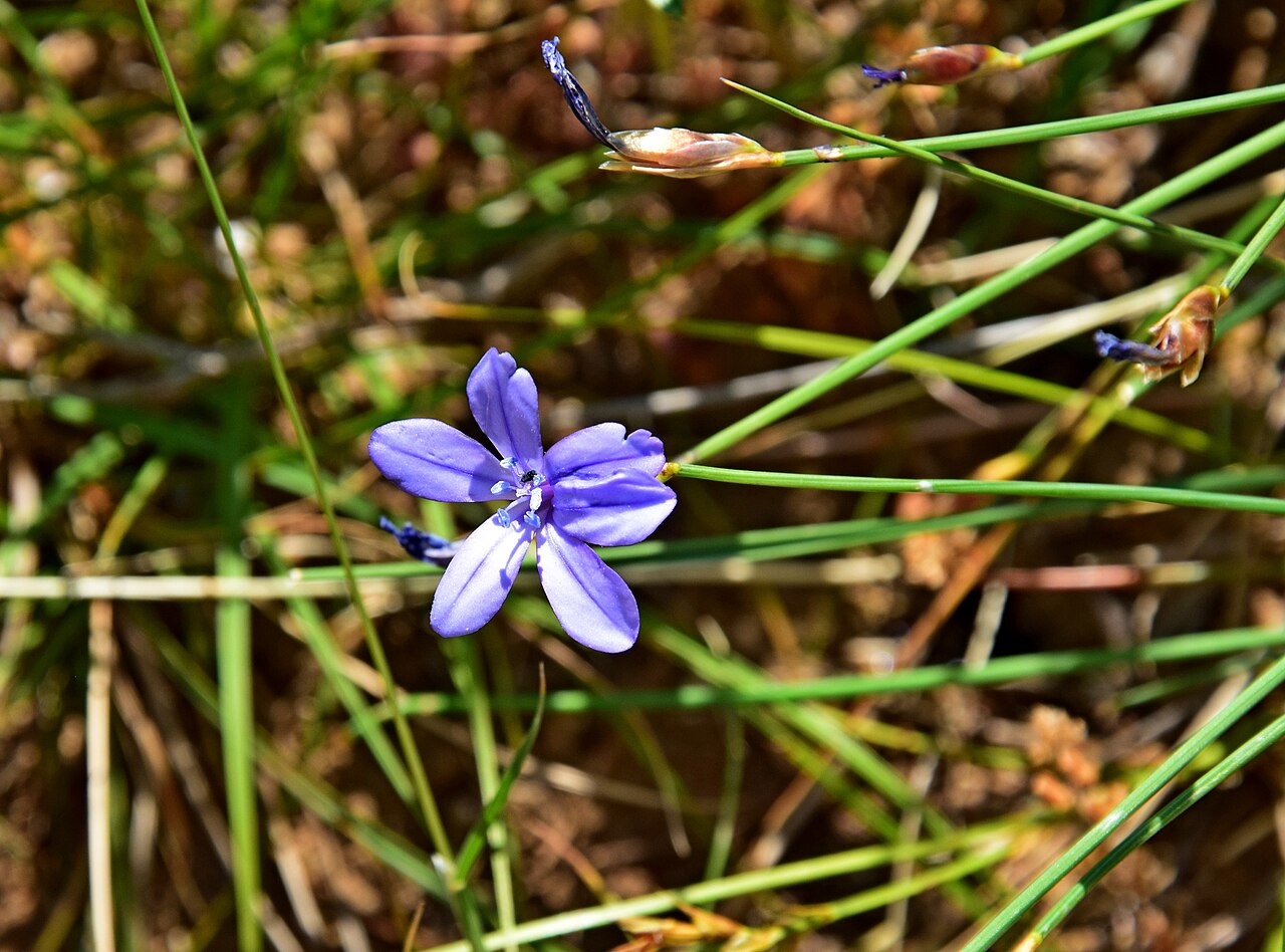 Aphyllanthes monspeliensis: Aphyllanthes monspeliensis w okolicach Narbony we Francji