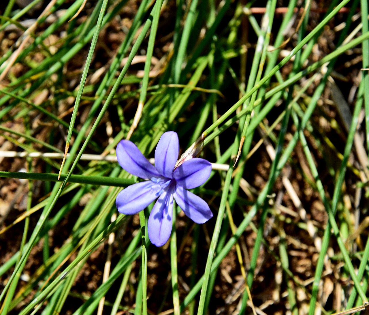 Aphyllanthes monspeliensis: Aphyllanthes monspeliensis w okolicach Narbony we Francji