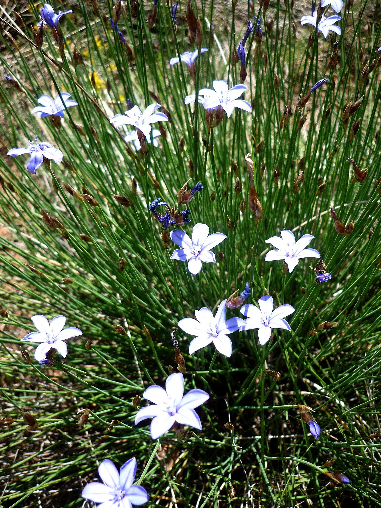 Aphyllanthes monspeliensis: Aphyllanthes monspeliensis . In la Baronia de Rialb (Noguera-Catalunya). To 880 m. altitude