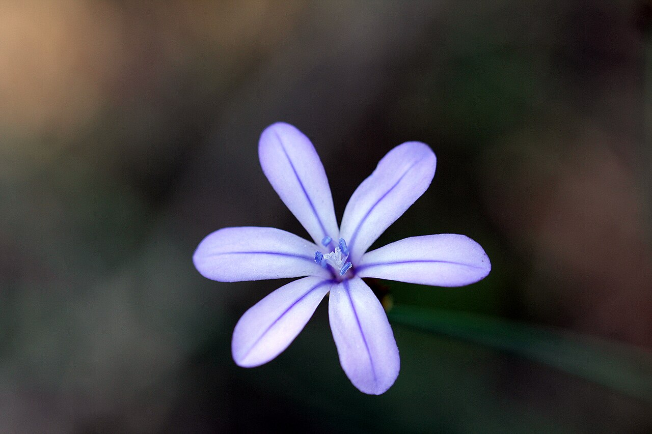 Aphyllanthes monspeliensis: Aphyllanthes monspeliensis