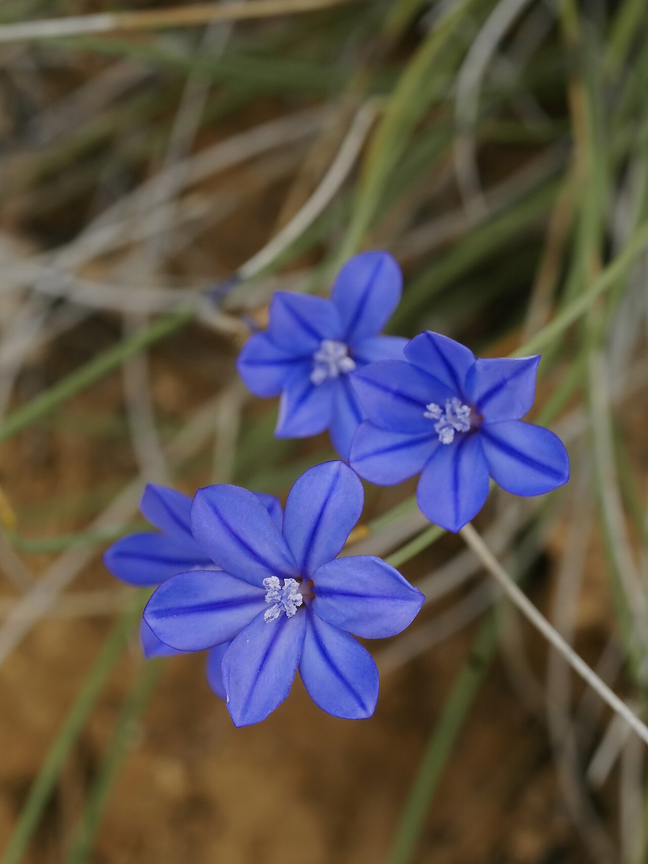 Aphyllanthes monspeliensis: near el Perelló, Catalonia, Spain