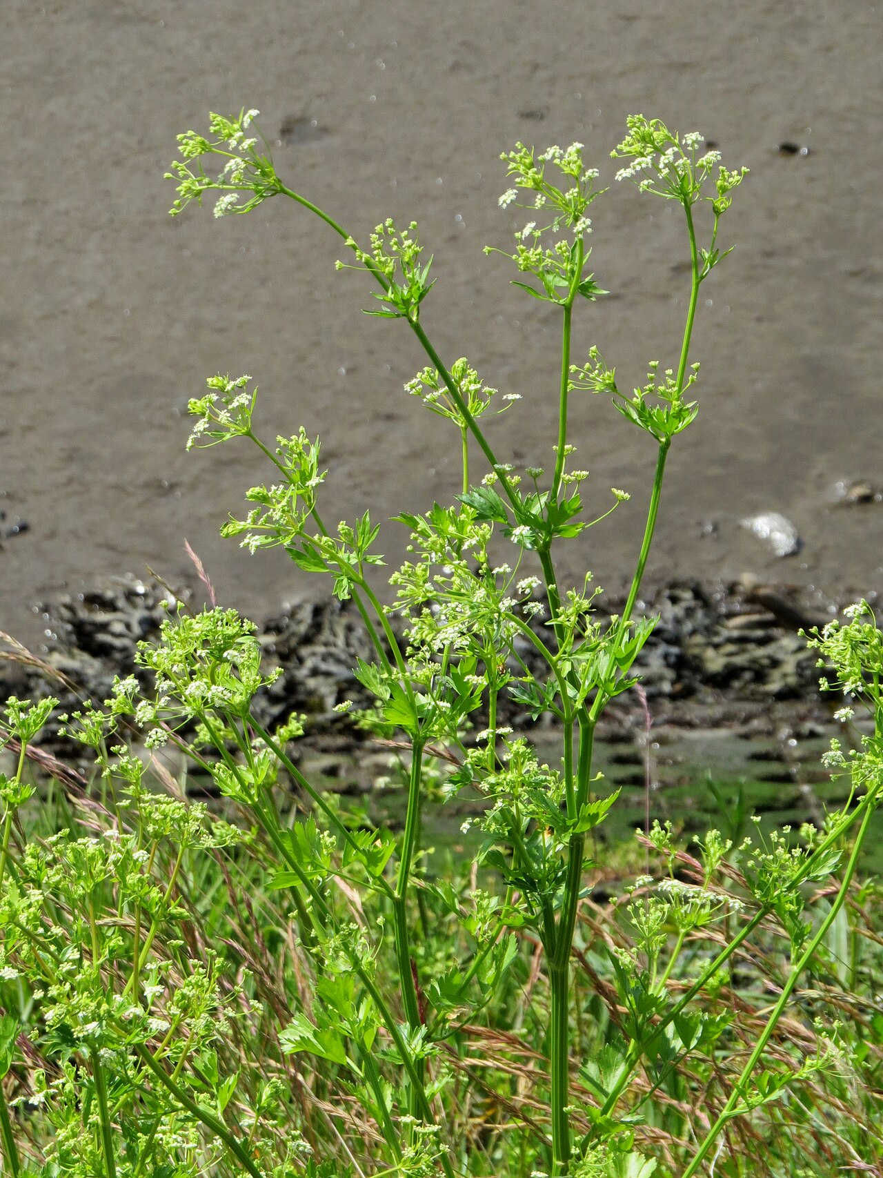 Wild celery: Apium graveolens (Wild Celery), just above the high water mark on the tidal north bank of the Tyne at Elswick, Northumberland